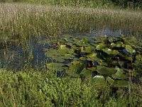 NL, Limburg, Weert, Kootspeel 6, Saxifraga-Jan van der Straaten